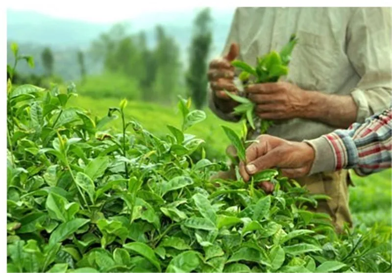 چای کنیا در راه ایران