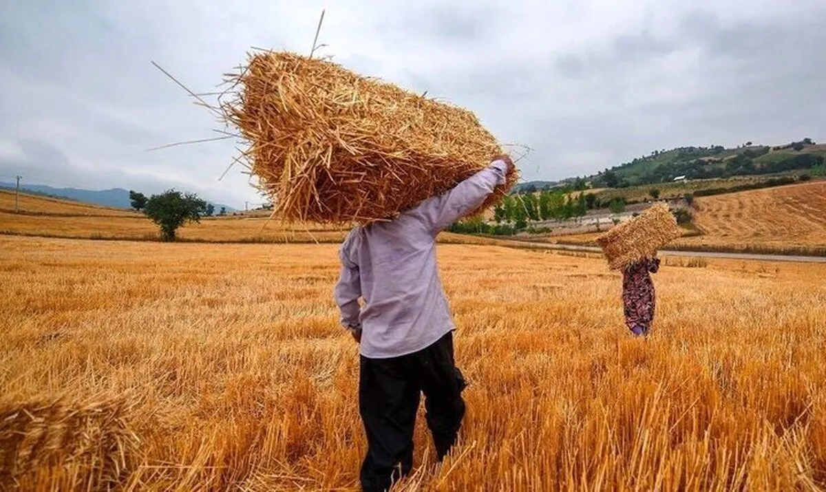 خبر جدید برای کشاورزان / زمان پرداخت مطالبات گندمکاران مشخص شد