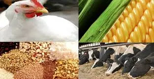 ایران به دلیل تحریم بانکی نتوانست غذای دام وارد کند