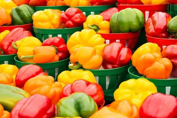 روس‌ ها برای نمونه گیری از محصولات گلخانه‌ ای به ایران می‌ آیند