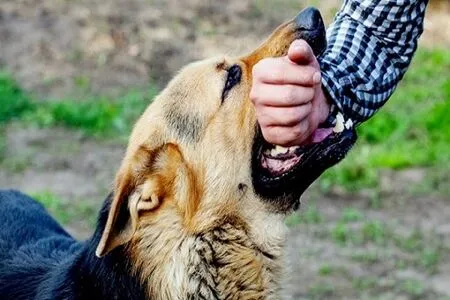مرگ دو شهروند تهرانی بر اثر بیماری هاری