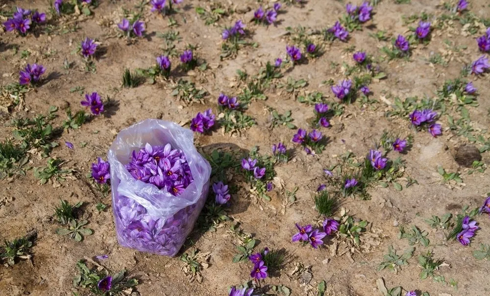 افزایش کاذب قیمت هر کیلوگرم زعفران به ۶میلیون و ۳۰۰ هزار تومان / قیمت جهانی ۱۰۰۰ تا ۱۲۰۰دلار