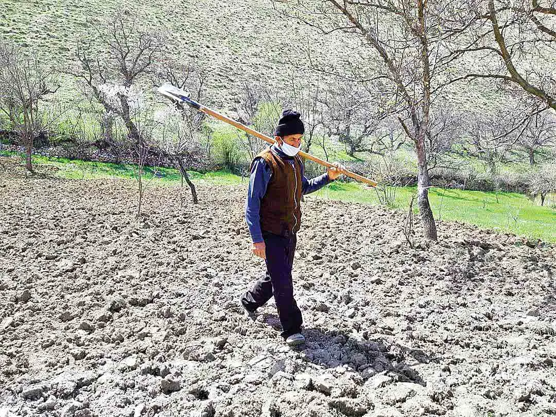 بحران کشاورزی از کشت بهاره پیداست