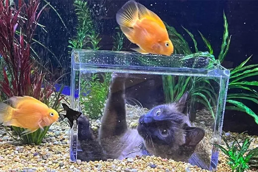 صحنه دیدنی محبت یک گربه به ماهی + فیلم