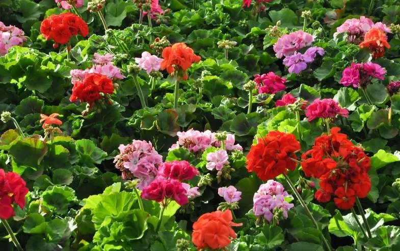نخستین محموله صادراتی گل ایران آماده ارسال به هلند است