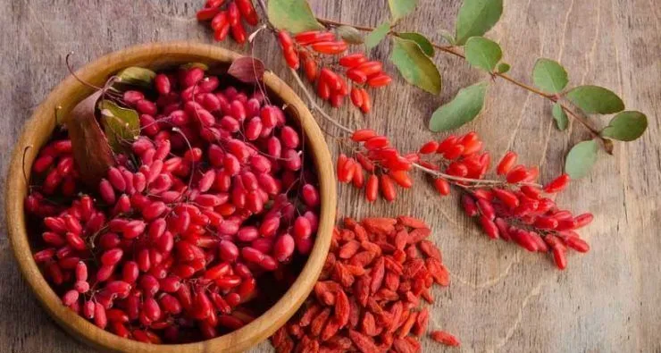 استاندارد بین المللی زرشک تدوین شد