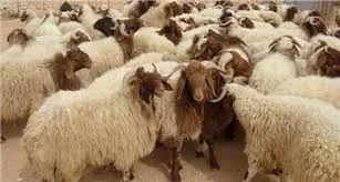 قیمت دام زنده برای عید قربان ۱۴ هزارتومان اعلام شد