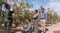 تولید-بیش-از-2-هزار-تن-پسته-در-آذربایجان-شرقی