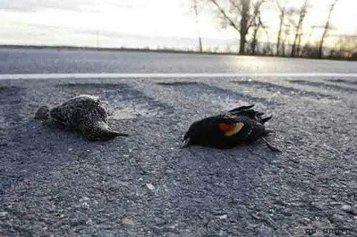 سکته پرندگان با صدای بلند انفجار چهارشنبه‌سوری