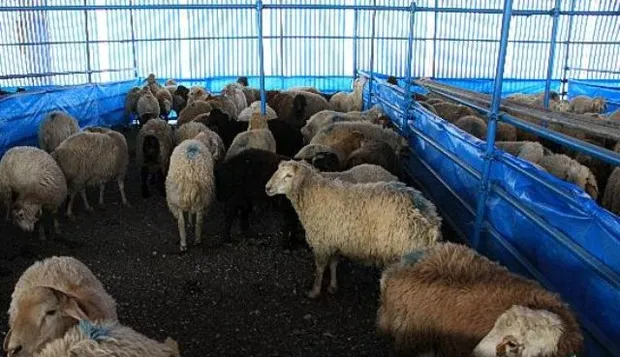 صادرات دام از سرگرفته می شود