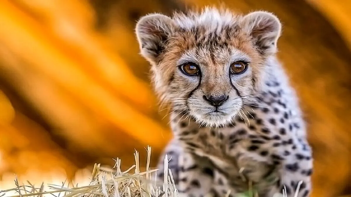 چرا سرنوشت هر توله یوز ایرانی خبرساز می‌شود؟