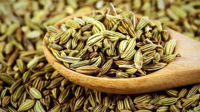 معجزه این گیاه در درمان نفخ و مشکلات گوارشی