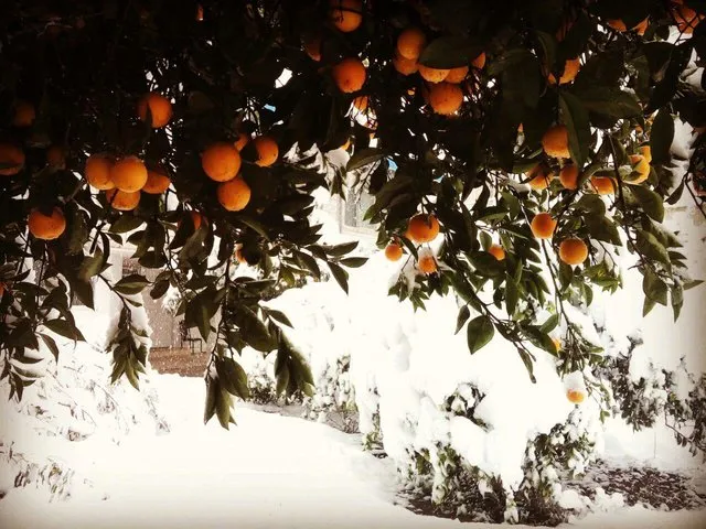 خسارت سرما به ٩۰ درصد مرکبات مازندران