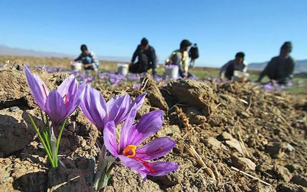 آغاز برداشت طلای سرخ