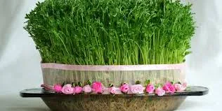 مراقبت از سبزه عید به روش کدبانوها