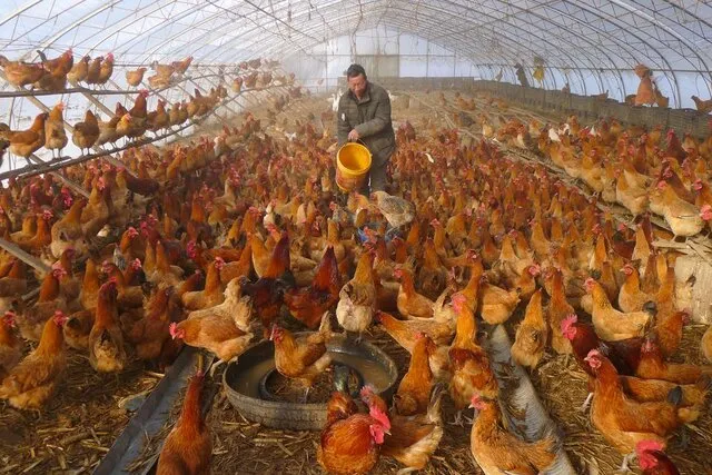 کشف موردی از ابتلای انسانی به آنفلوآنزای پرندگان در چین