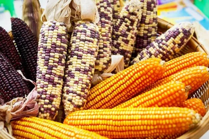خانه داری؛ بهترین روش برای نگهداری از بلال