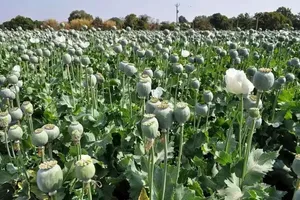 کشف محموله عظیم مواد مخدر در تهران / هزار و ۱۱۷ خردهفروش دستگیر شدند
