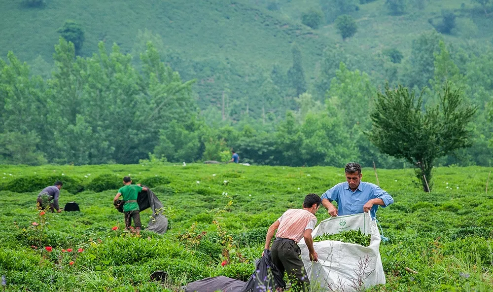 پرداخت بیش از ١٢٧میلیارد تومان از مطالبات چایکاران/ میزان خرید برگ سبز چای به بیش از ١١٠هزار تن رسید/ لزوم تمدید زمان خرید تضمینی برگ سبز چای در برخی مناطق