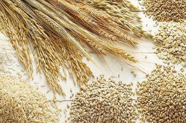 ۴میلیون هکتار زیر کشت گندم رفت