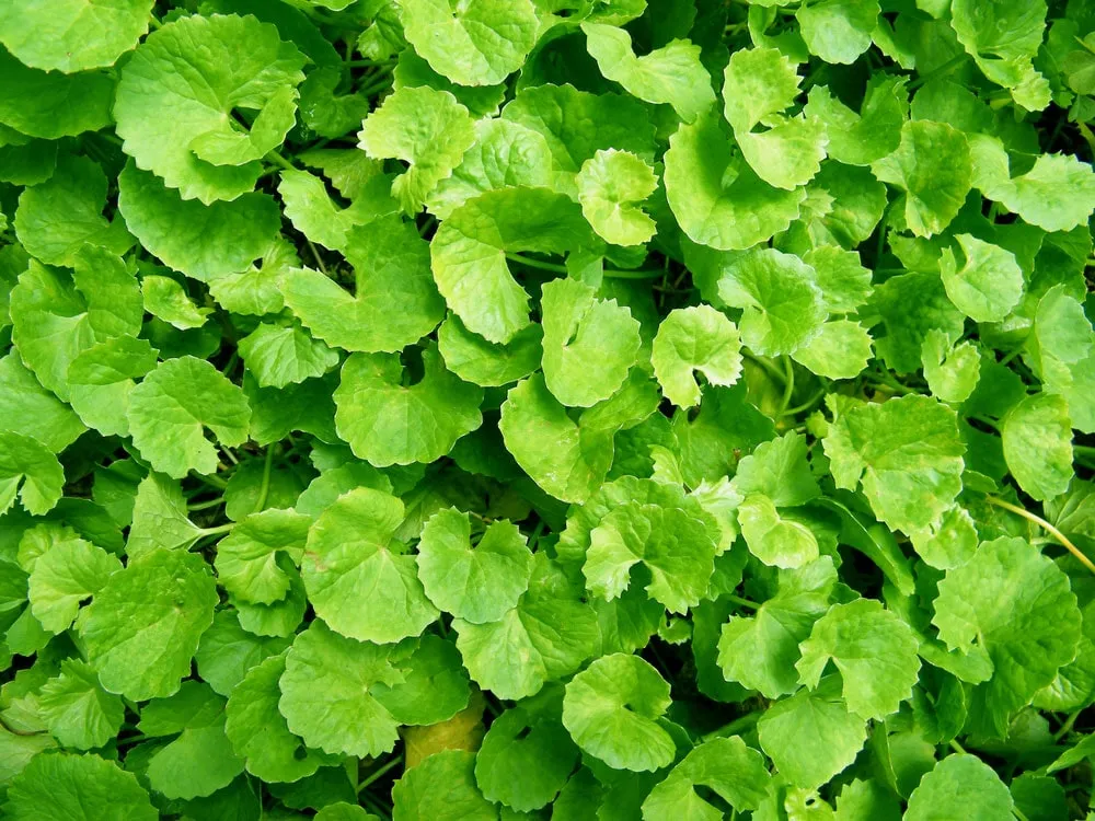 ترک های پوستی را با این گیاه درمان کنید