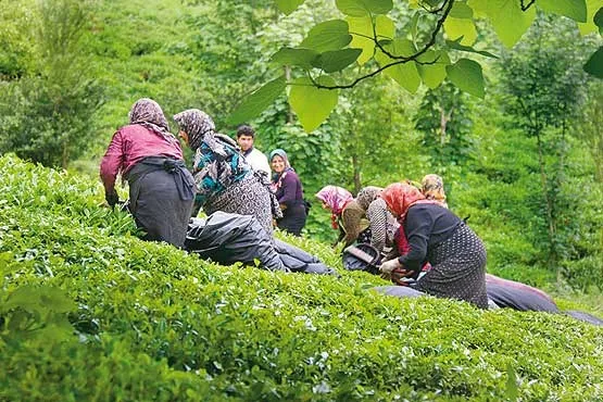 کاهش ۱۰۰میلیون دلاری واردات چای