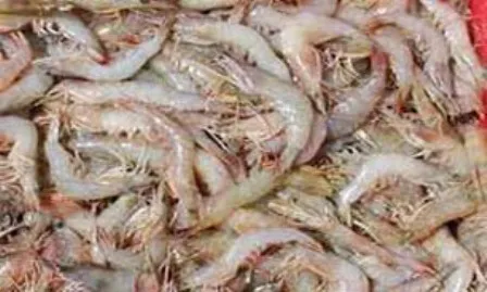 صادرات ۵۸۲تن میگو گلستان به بازارهای جهانی