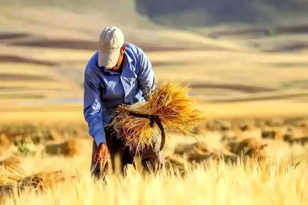 زنگ خطر برای گندم‌کاران/ پرداخت مطالبات کشاورزان به کجا رسید؟