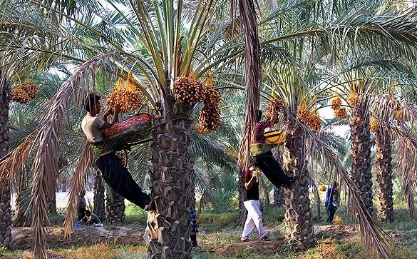 خرمای ایران در بازار جهانی چند؟/ خرید مشروط مُسکن موقت بازار بیمار