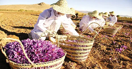 سرمایه گذاری سرخ در پهنه کویر