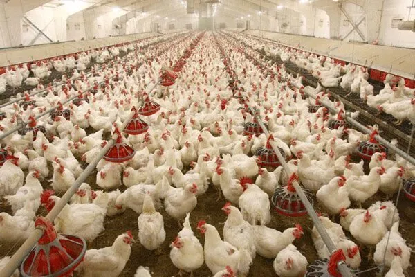 جریمه سنگین برای نگهداری مرغ بیش از ۵۰روز در مرغداری‌ها