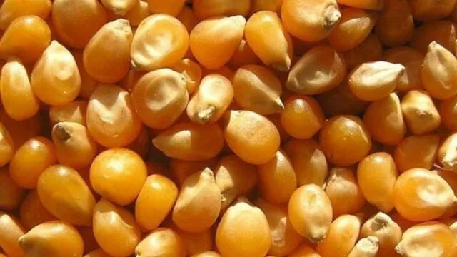 آغاز عرضه ذرت با نرخ مصوب در سامانه بازارگاه/ تولیدکنندگان برای دریافت سهمیه اقدام کنند
