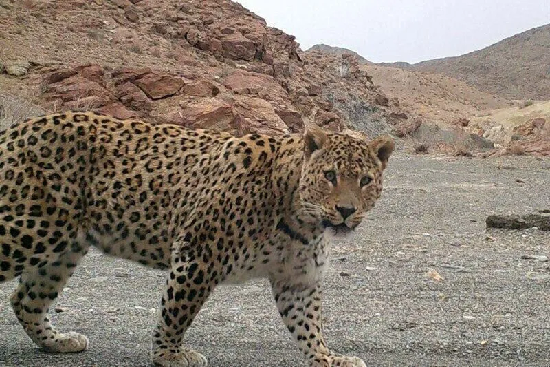 پلنگی که مجتمع مسکونی را روی سرش گذاشت + فیلم