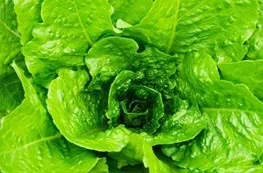 ممنوعیت فروش سبزی خوردن خانگی در غذا فروشی‌ها