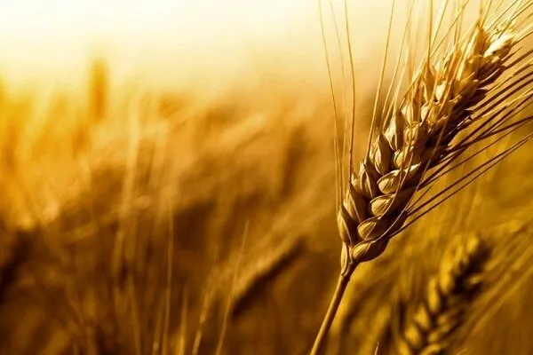 خرید تضمینی گندم از یک میلیون تن فراتر رفت