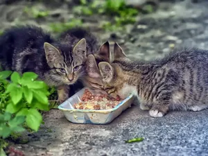 غذا دادن به حیوانات خیابانی چه بلایی سر آنها می‌آورد؟