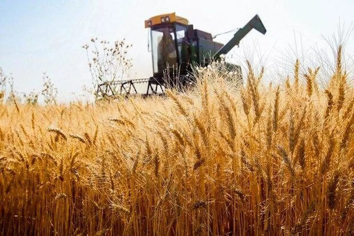 خبر خوش برای گندم‌کاران/قیمت تضمینی گندم سال ۱۴۰۵ اعلام شد