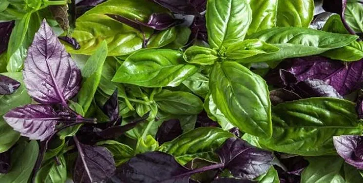 با مصرف ریحان افسردگی به سراغتان نمی آید!