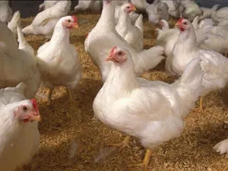 مرغ دوباره از ٧۰۰۰ تومان پرید