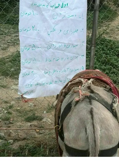 نرخ الاغ سواری در مازندران +عکس