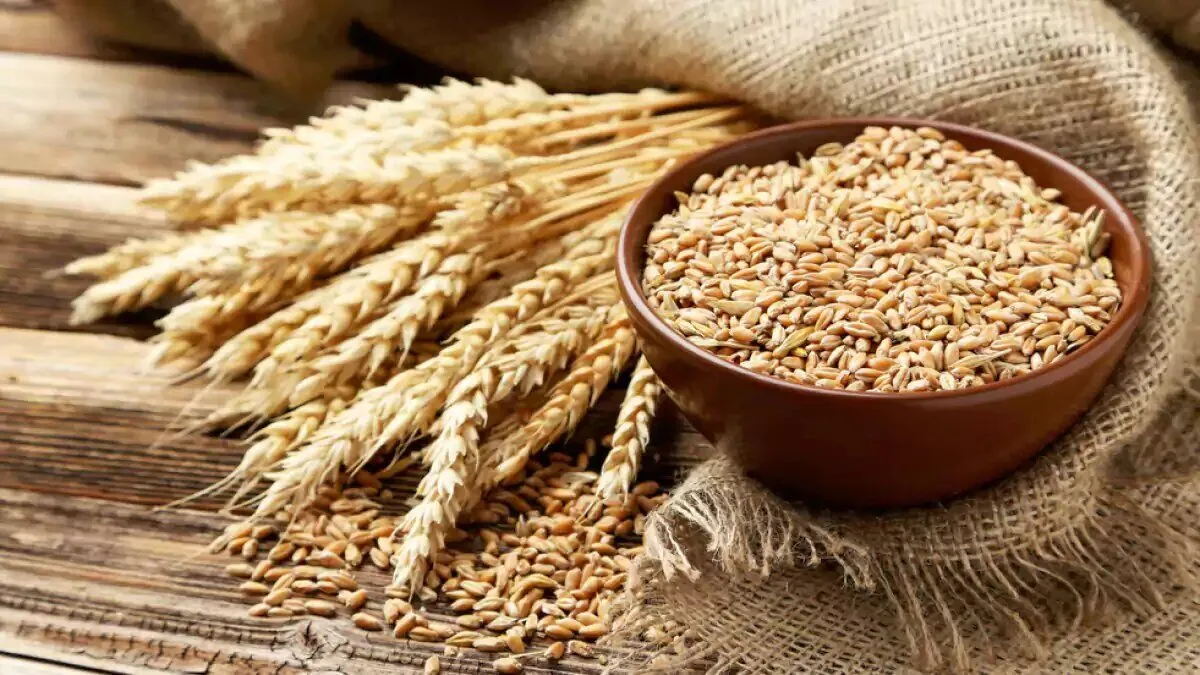 مطالبات گندمکاران استان خوزستان هفته آینده پرداخت می‌شود