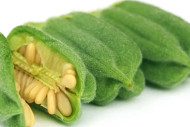 واردات کنجد به کشور ۴٣ میلیون دلار آب خورد