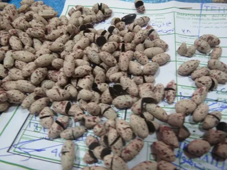 کشف بیش از ۲۴ تن مواد مخدر در گمرکات کشور