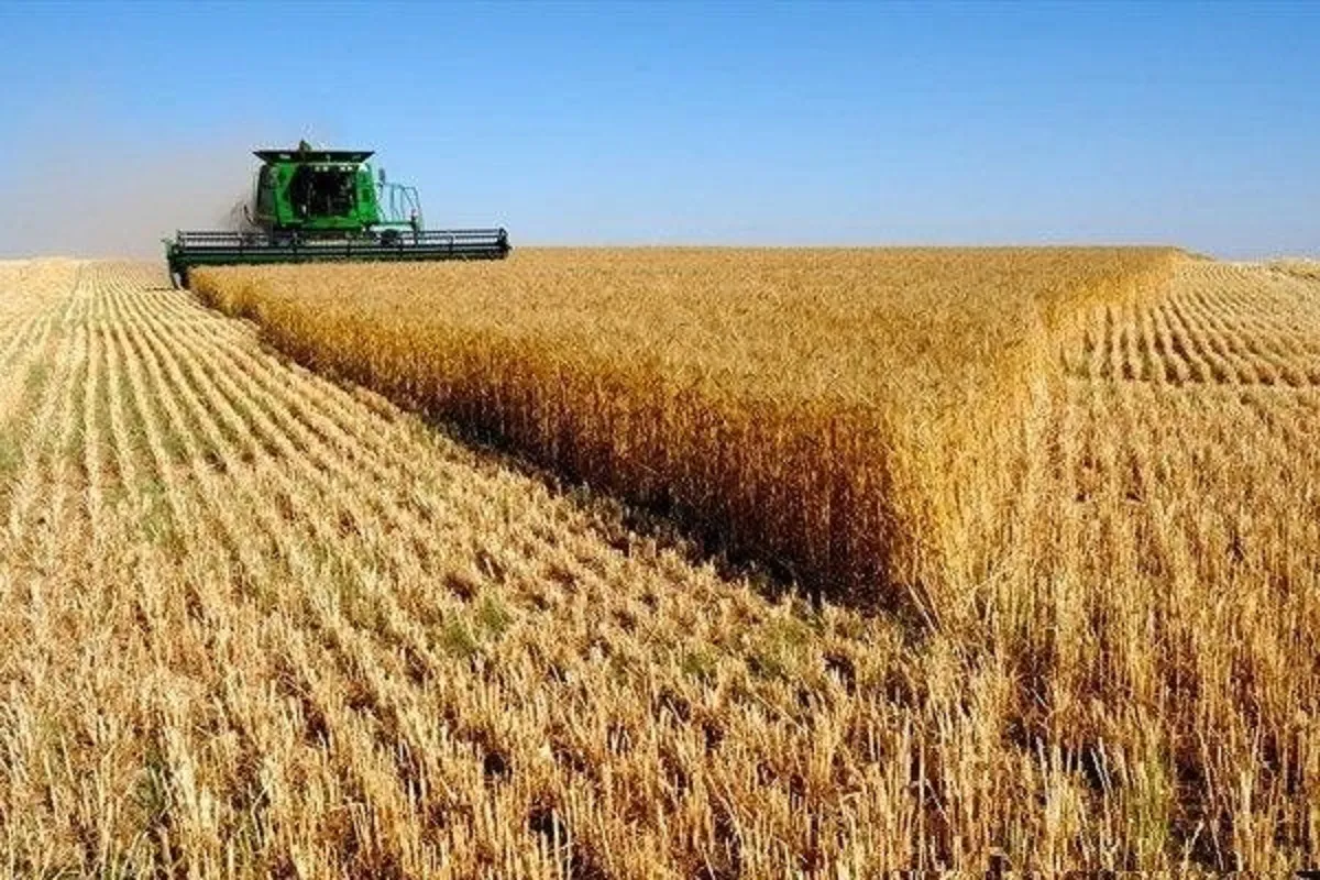آخرین جزئیات سطح زیر کشت گندم