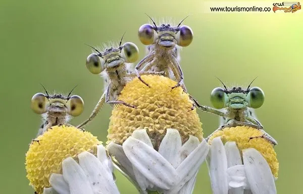 چشم قُلمبه ای های جذاب! +عکس