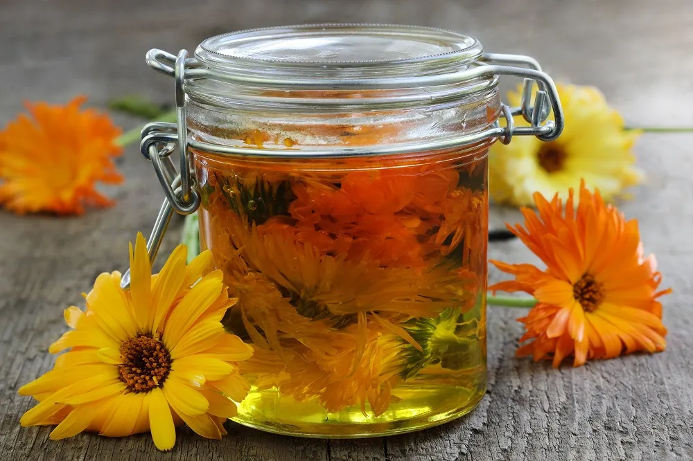 آشنایی با خواص گل همیشه بهار