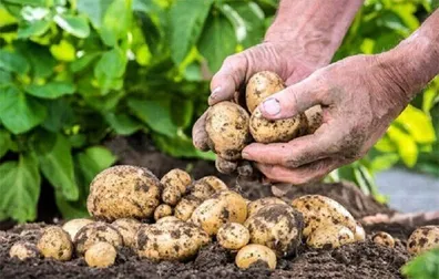 کاهش-قابل-توجه-قیمت-میوه-و-سبزیجات-قیمت-سیب-زمینی-نصف-شد