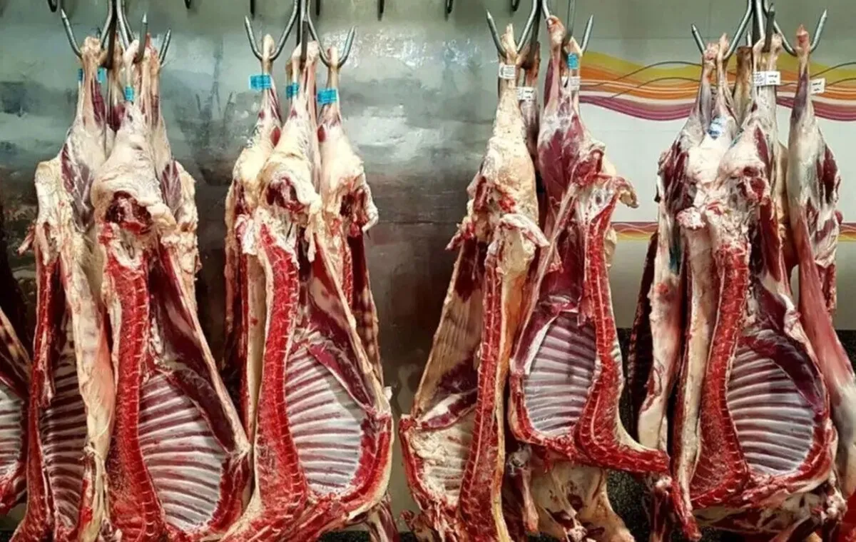 آغاز توزیع گوشت تنظیم بازار مهر ۱۴۰۴ / گوشت گرم دولتی را از کجا بخریم؟