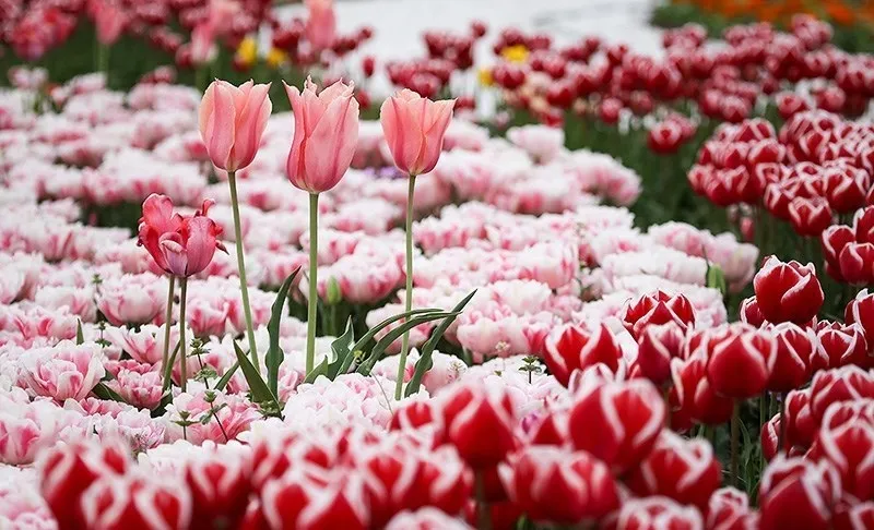تولیدکنندگان گل تزئینی تسهیلات ۹تا ۱۲درصدی می&zwnj;گیرند
