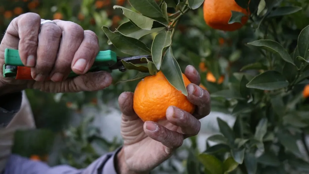 نارنگی های زیبای سمی!